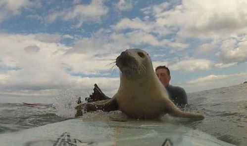 2015-04-28-Surfing-Animals-Seal